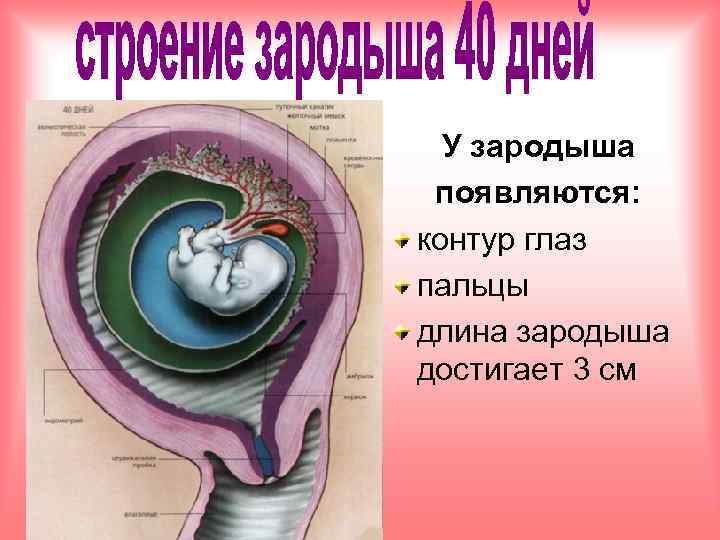 У зародыша появляются: контур глаз пальцы длина зародыша достигает 3 см 