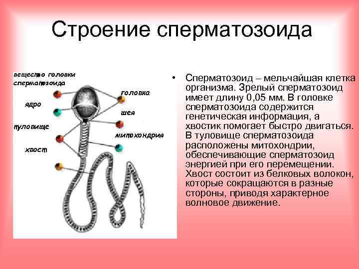 Строение сперматозоида вещество головки сперматозоида ядро туловище хвост головка шея митохондрия • Сперматозоид –