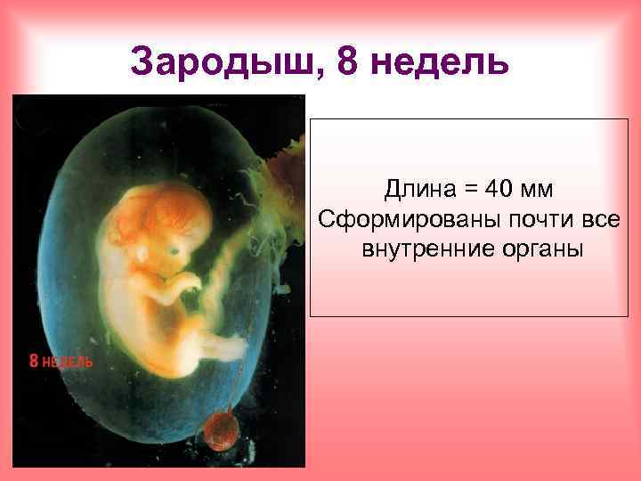 Зародыш, 8 недель Длина = 40 мм Сформированы почти все внутренние органы 
