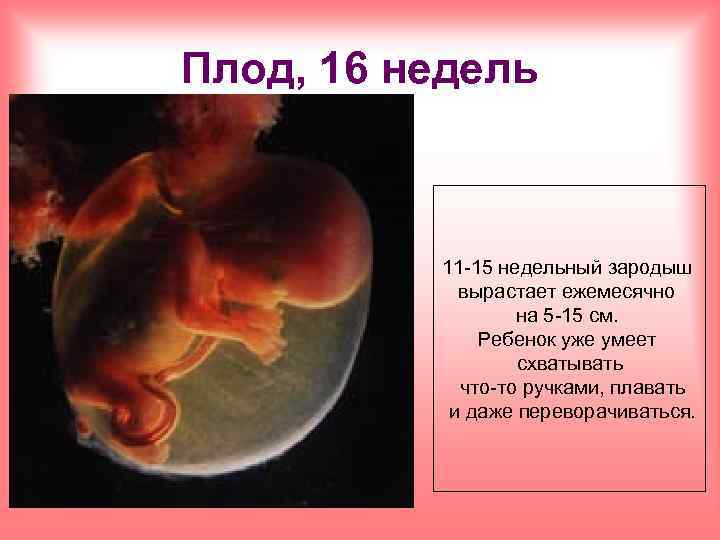 Плод, 16 недель 11 -15 недельный зародыш вырастает ежемесячно на 5 -15 см. Ребенок