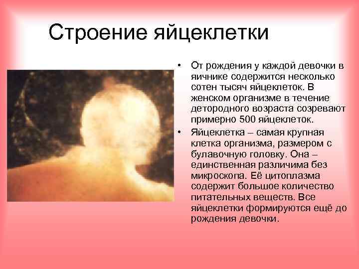 Строение яйцеклетки • От рождения у каждой девочки в яичнике содержится несколько сотен тысяч