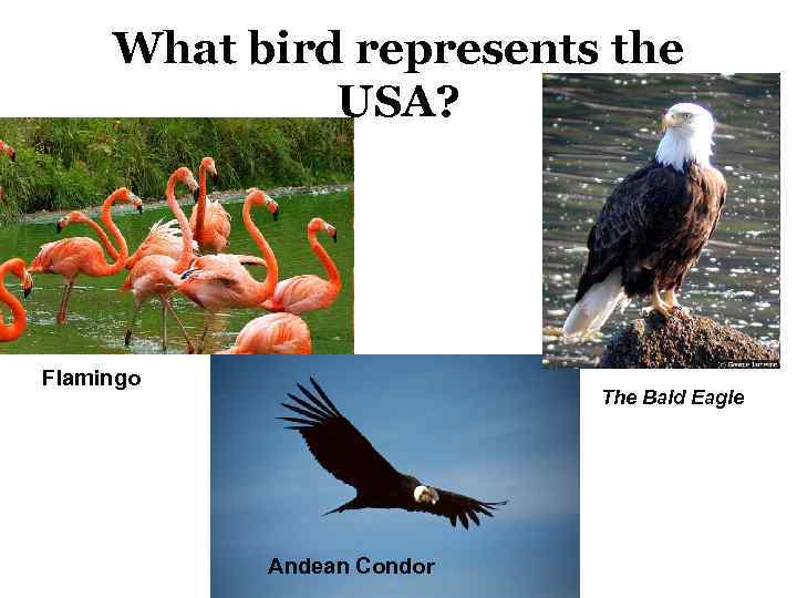 What bird represents the USA? Flamingo The Bald Eagle Andean Condor 