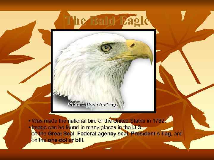 The Bald Eagle • Was made the national bird of the United States in