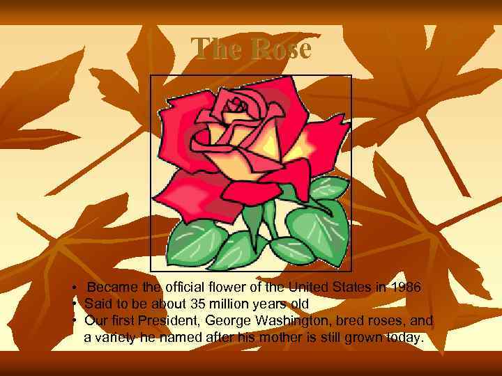 The Rose • Became the official flower of the United States in 1986 •