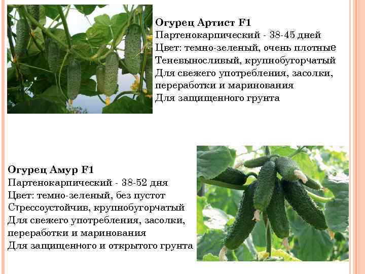 Описание огурцов артист. Огурец партенокарпический артист f1. Огурцы сорт артист. Огурец Аристан. Огурец артист фото.