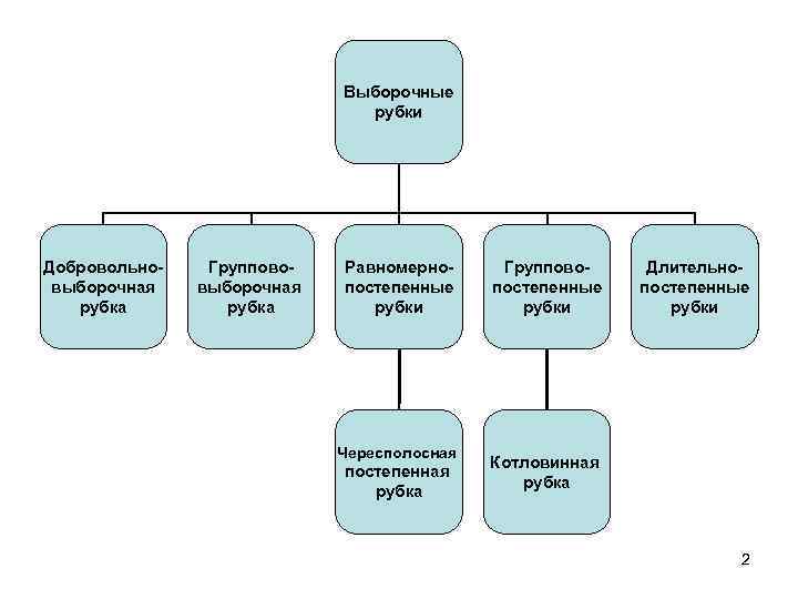 Выборочные рубки презентация