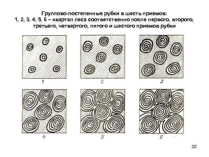 Группово-постепенные рубки в шесть приемов: 1, 2, 3, 4, 5, 6 – квартал леса