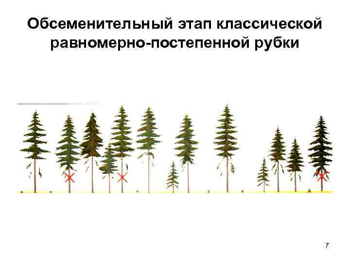 Обсеменительный этап классической равномерно-постепенной рубки 7 