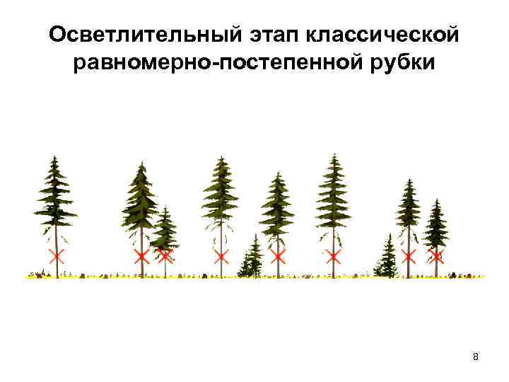 Осветлительный этап классической равномерно-постепенной рубки 8 