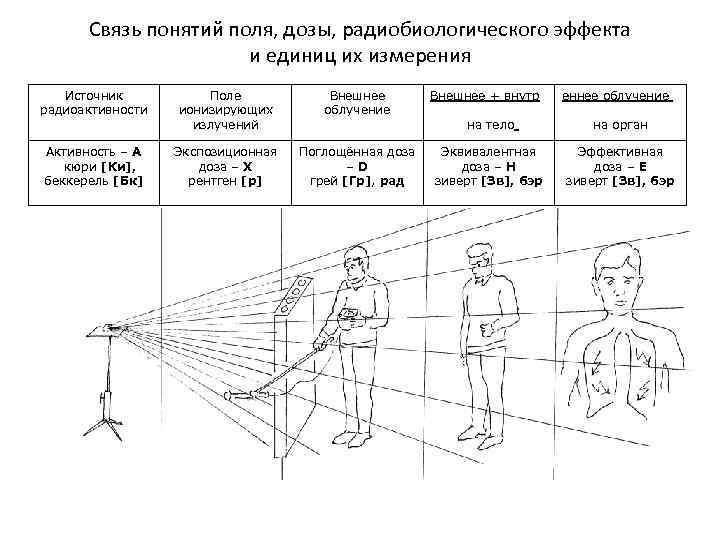 Связь понятий поля, дозы, радиобиологического эффекта и единиц их измерения Источник радиоактивности Поле ионизирующих
