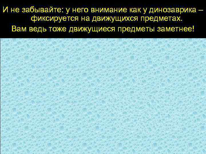 И не забывайте: у него внимание как у динозаврика – фиксируется на движущихся предметах.