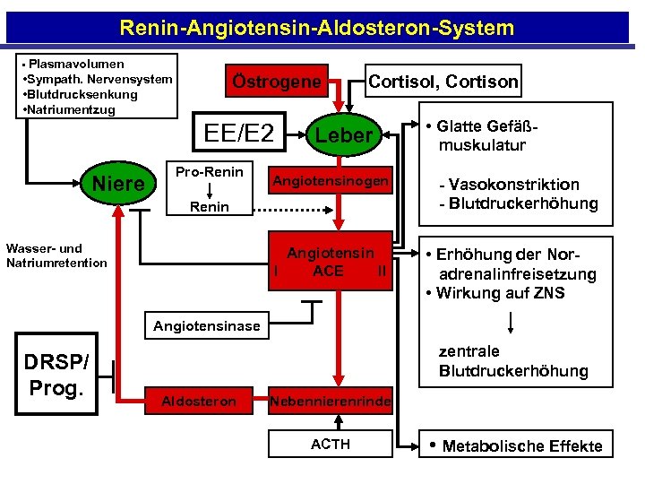Renin-Angiotensin-Aldosteron-System • Plasmavolumen Östrogene • Sympath. Nervensystem • Blutdrucksenkung • Natriumentzug EE/E 2 Niere