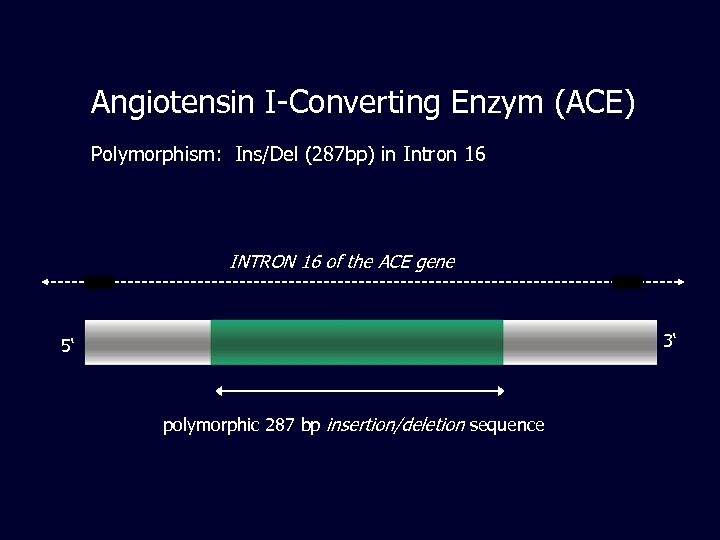 Angiotensin I-Converting Enzym (ACE) Polymorphism: Ins/Del (287 bp) in Intron 16 INTRON 16 of