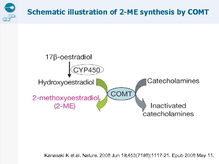 Schematic illustration of 2 -ME synthesis by COMT Kanasaki K et al. Nature. 2008