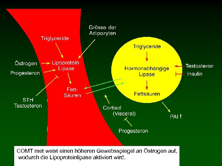COMT met weist einen höheren Gewebsspiegel an Östrogen auf, wodurch die Lipoproteinlipase aktiviert wird.