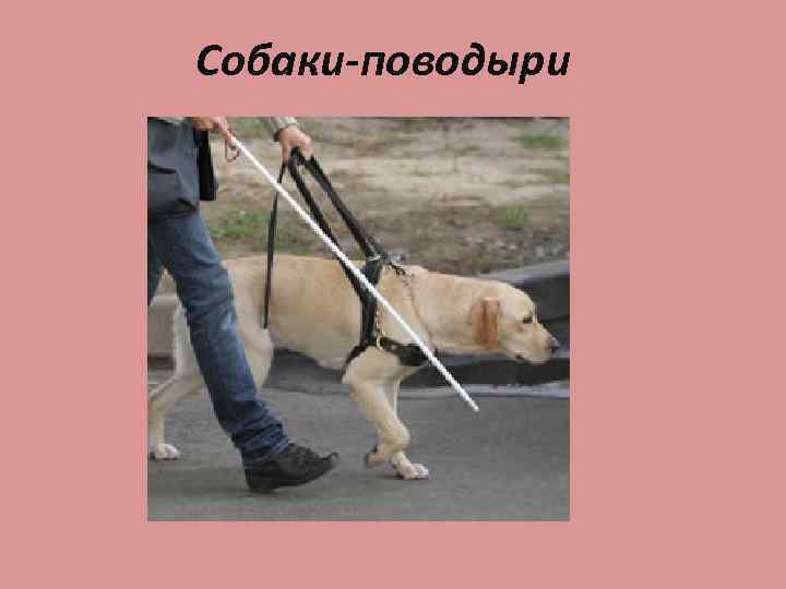 Собаки-поводыри 