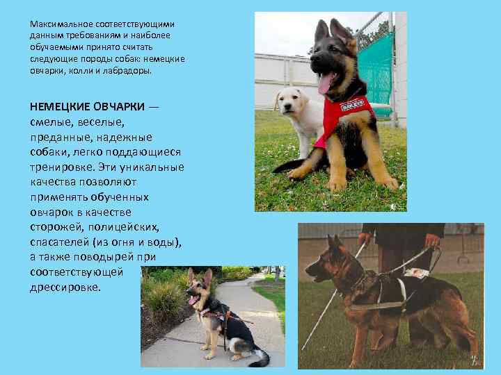 Максимальное соответствующими данным требованиям и наиболее обучаемыми принято считать следующие породы собак: немецкие овчарки,