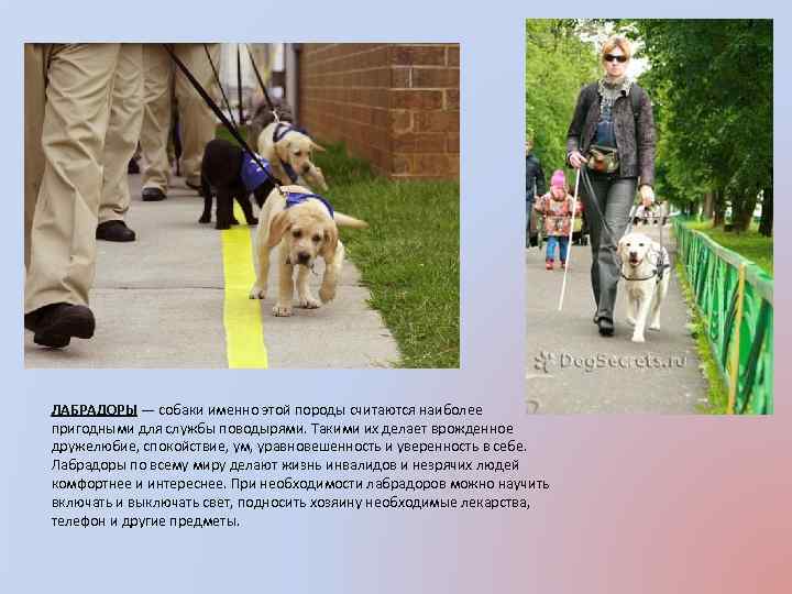 ЛАБРАДОРЫ — собаки именно этой породы считаются наиболее пригодными для службы поводырями. Такими их
