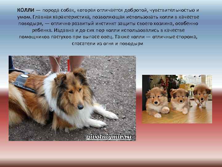 КОЛЛИ — порода собак, которая отличается добротой, чувствительностью и умом. Главная характеристика, позволяющая использовать