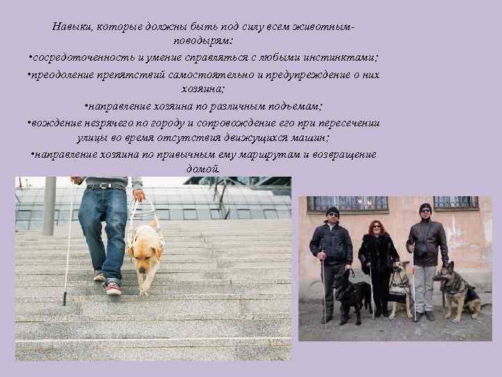 Навыки, которые должны быть под силу всем животнымповодырям: • сосредоточенность и умение справляться с