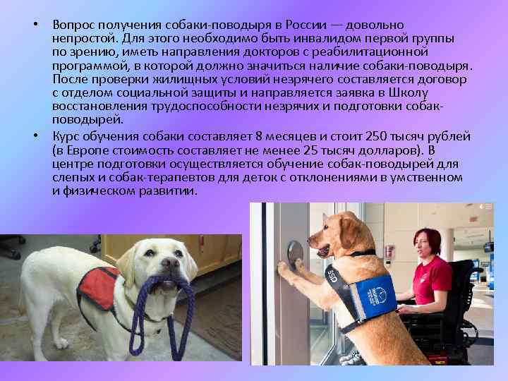  • Вопрос получения собаки-поводыря в России — довольно непростой. Для этого необходимо быть