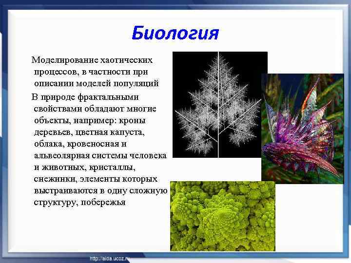 Биология Моделирование хаотических процессов, в частности при описании моделей популяций В природе фрактальными свойствами