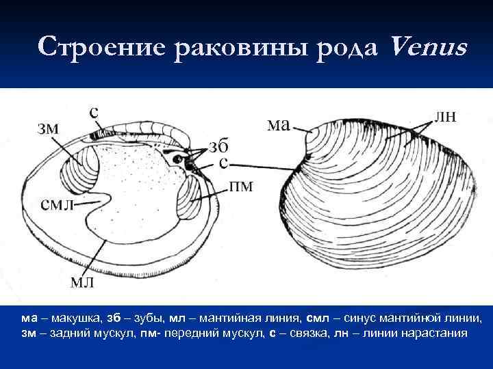 Строение раковины рода Venus ма – макушка, зб – зубы, мл – мантийная линия,