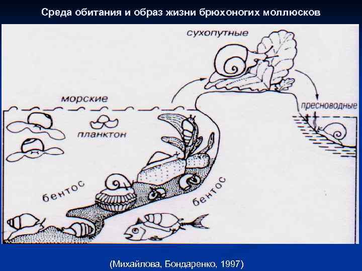 Среда обитания и образ жизни брюхоногих моллюсков (Михайлова, Бондаренко, 1997) 