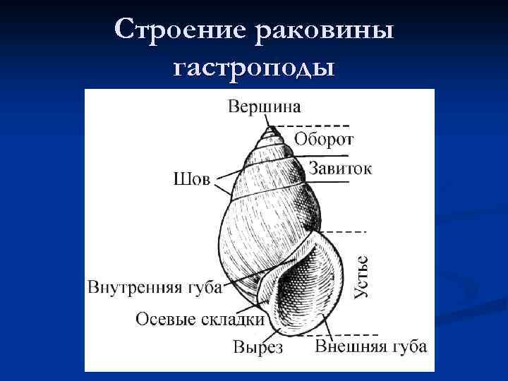 Строение раковины. Брюхоногие моллюски строение раковины. Строение раковины брюхоногих. Внешнее строение раковины брюхоногих моллюсков. Строение раковины гастроподы.