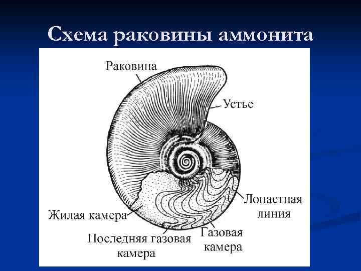 Схема раковины аммонита 