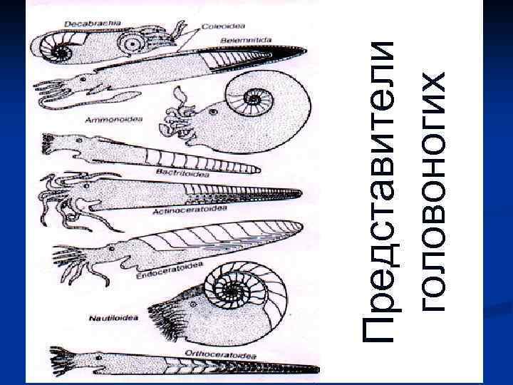 Представители головоногих 