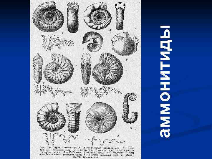 Палеонтология презентация 8 класс