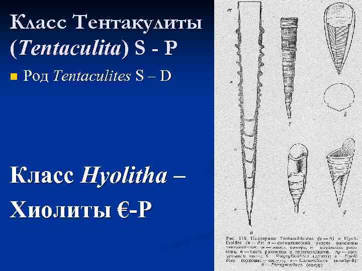 Класс Тентакулиты (Tentaculita) S - P n Род Tentaculites S – D Класс Hyolitha