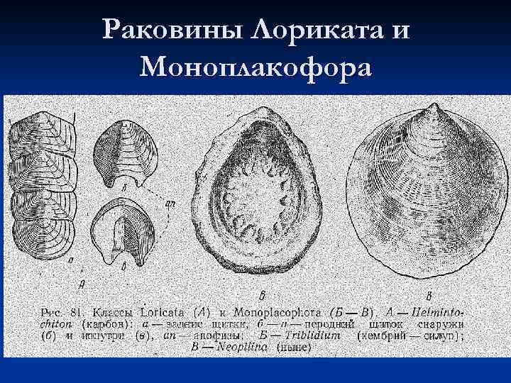 Раковины Лориката и Моноплакофора 