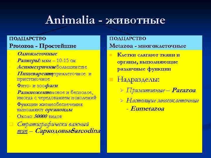 Animalia - животные ПОДЦАРСТВО Protozoa - Простейшие Metazoa - многоклеточные • • q Одноклеточные