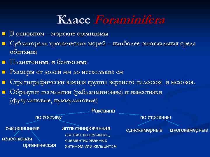 Класс Foraminifera n n n В основном – морские организмы Сублитораль тропических морей –