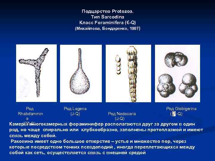 Подцарство Protozoa. Тип Sarcodina Класс Foraminifera (€-Q) (Михайлова, Бондаренко, 1997) Р Род Lagena Род