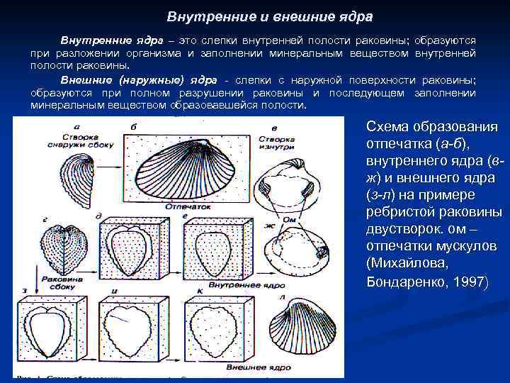 Внутренние и внешние ядра Внутренние ядра – это слепки внутренней полости раковины; образуются при