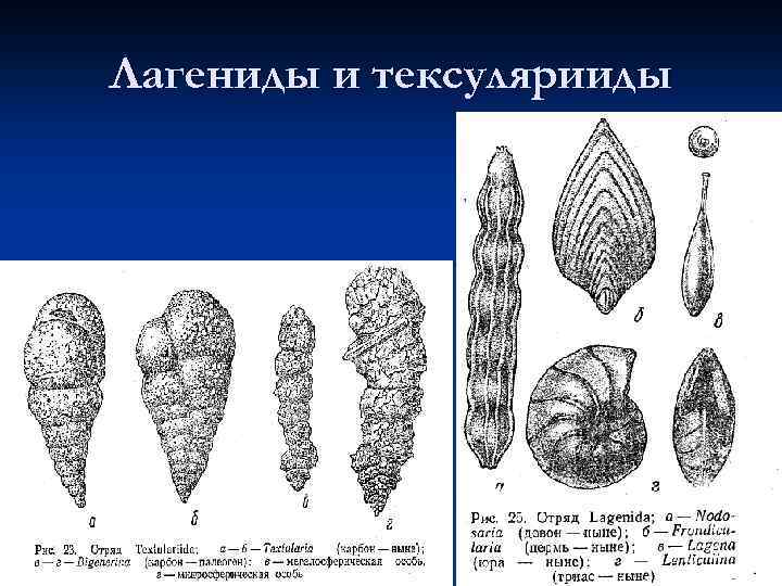 Лагениды и тексулярииды 