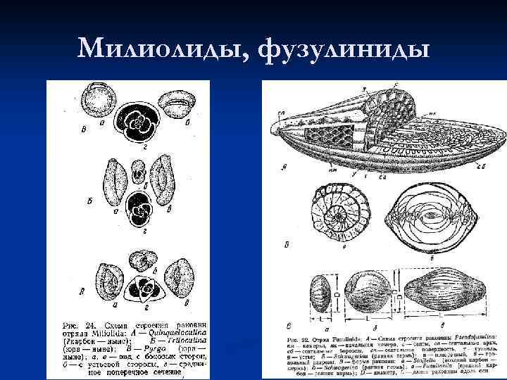Милиолиды, фузулиниды 