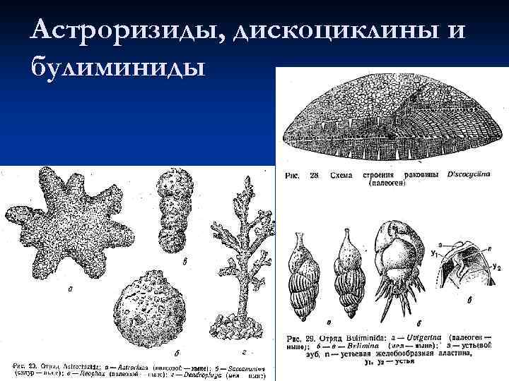 Астроризиды, дискоциклины и булиминиды 