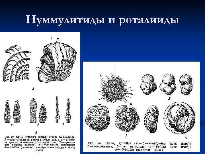 Нуммулитиды и роталииды 