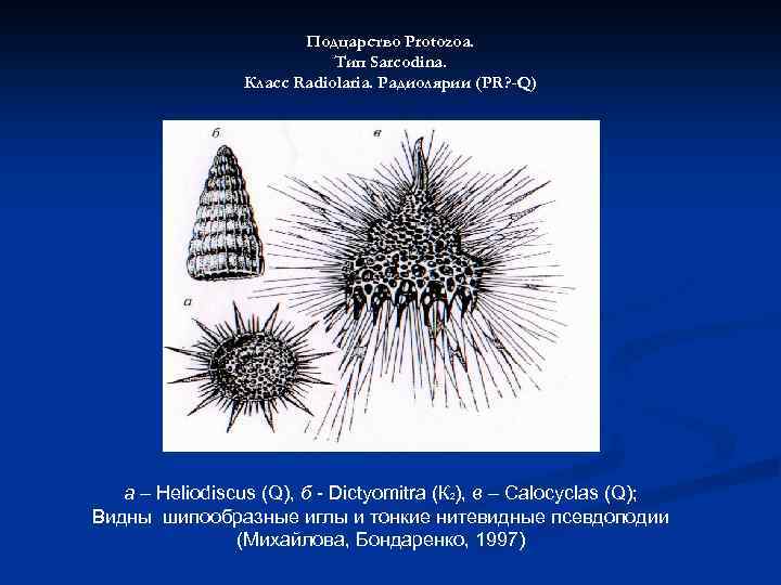 Подцарство Protozoa. Тип Sarcodina. Класс Radiolaria. Радиолярии (PR? -Q) а – Heliodiscus (Q), б