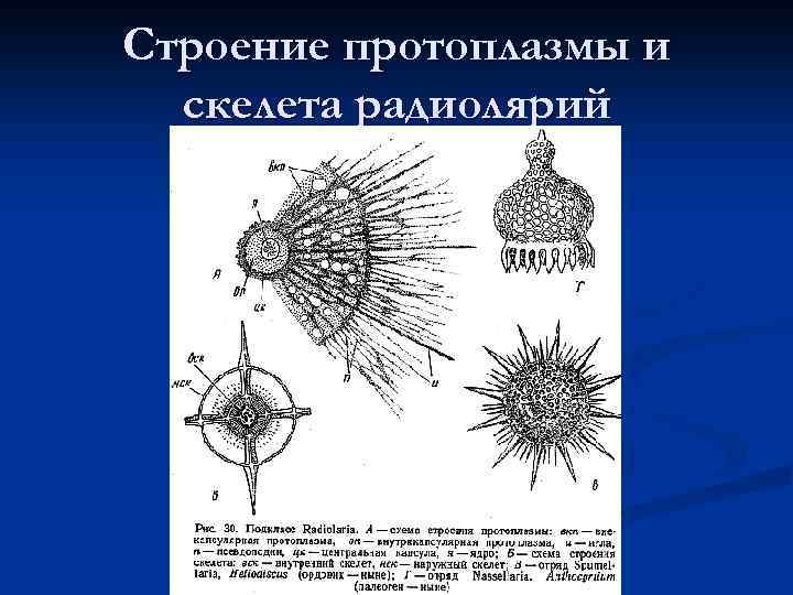 Строение протоплазмы и скелета радиолярий 