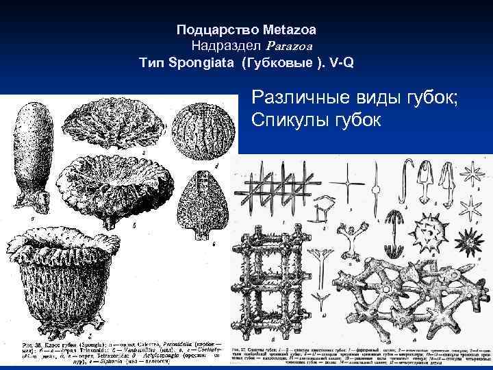 Подцарство Metazoa Надраздел Parazoa Тип Spongiata (Губковые ). V-Q Различные виды губок; Спикулы губок