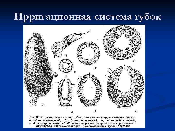 Ирригационная система губок 