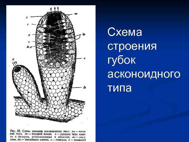 Схема строения губки