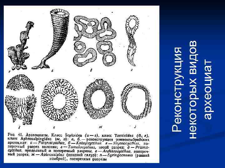 Реконструкция некоторых видов археоциат 