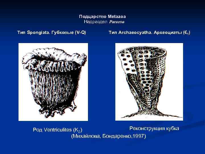 Подцарство Metazoa Надраздел Parazoa Тип Spongiata. Губковые (V-Q) Тип Archaeocyatha. Археоциаты (€ 1) Реконструкция