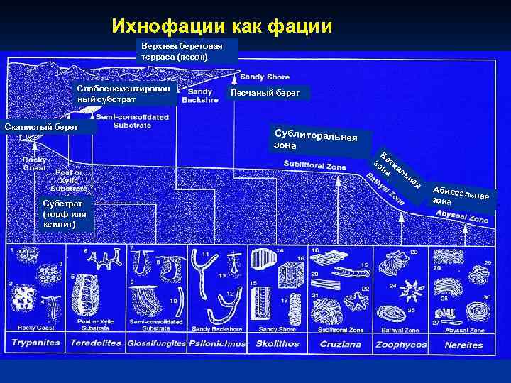 Ихнофации как фации Верхняя береговая терраса (песок) Слабосцементирован ный субстрат Скалистый берег Субстрат (торф